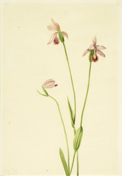 Pogónia rózsa (Pogonia ophioglossoides) alkotó: Mary Vaux Walcott