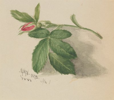 Rosebud alkotó: Mary Vaux Walcott
