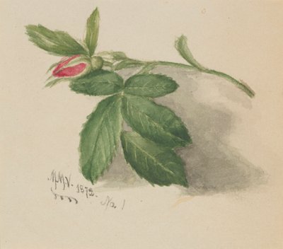 Rózsabimbó, 1872. alkotó: Mary Vaux Walcott