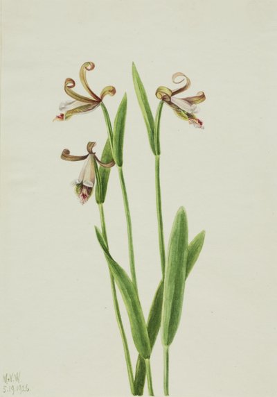 Rózsabimbó Orchidea Pogonia Diwarikat, 13. alkotó: Mary Vaux Walcott