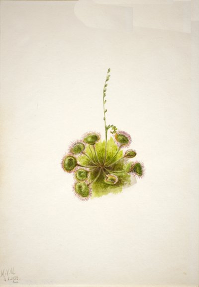 Kereklevelű napharmat Drosera rotundifolia, 1933. alkotó: Mary Vaux Walcott