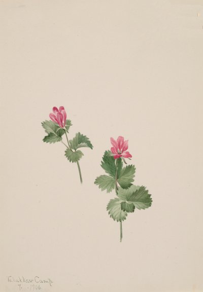 Rubus articus, 1881 alkotó: Mary Vaux Walcott