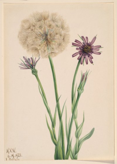 Kelkáposzta (Tragopogon porrifolius) alkotó: Mary Vaux Walcott