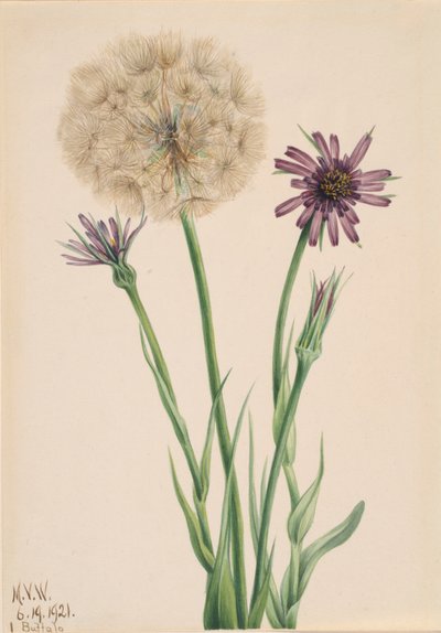 Salsify Tragopogon porrifolius, 1921. alkotó: Mary Vaux Walcott