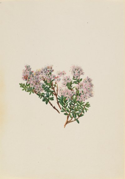 Homoki mirtusz (Leiophyllum lyoni) alkotó: Mary Vaux Walcott