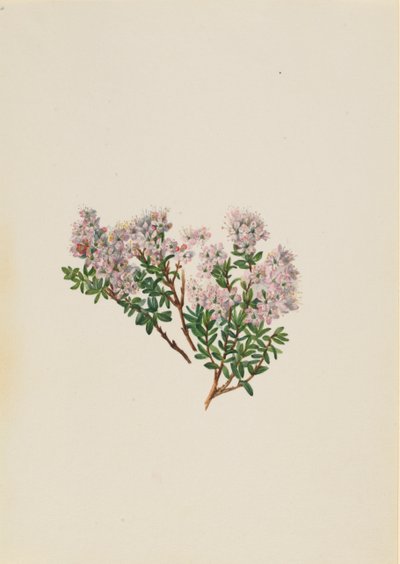 Homokmirusz Leiophyllum lyoni, kb. 1930-as évek. alkotó: Mary Vaux Walcott