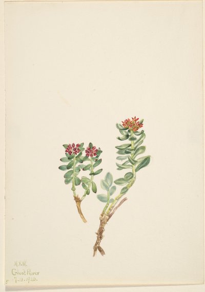 Sanifoiga adscendeus alkotó: Mary Vaux Walcott