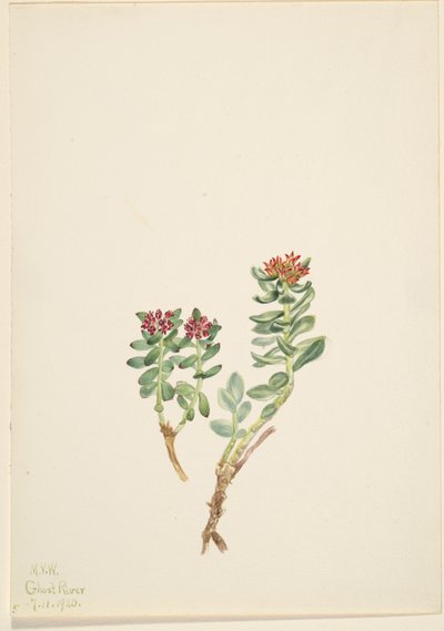 Sanifoiga ascendedus, 1920 alkotó: Mary Vaux Walcott