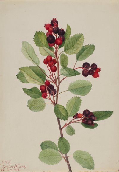 Saskatoon Amelanchier alnifolia, 1923. alkotó: Mary Vaux Walcott