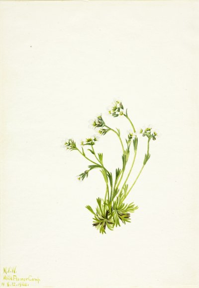 Sziromfű (Saxifraga caespitosa) alkotó: Mary Vaux Walcott