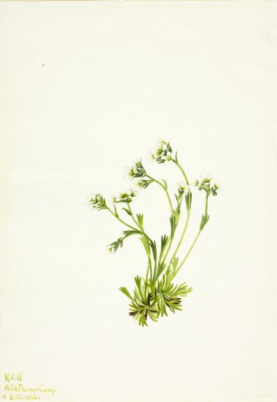 Saxifrage Saxifraga caespitosa, 1924 alkotó: Mary Vaux Walcott