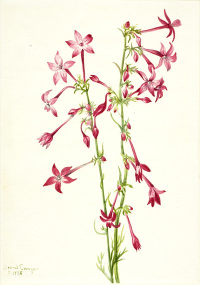 Skarlátvörös Gilia (Gilia aggregata) alkotó: Mary Vaux Walcott
