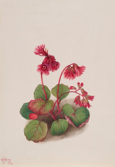Schizocodon soldanelloides alkotó: Mary Vaux Walcott