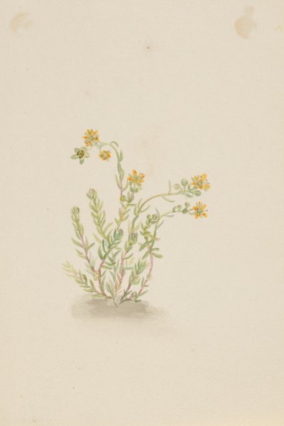 Sedum stenopetalum alkotó: Mary Vaux Walcott
