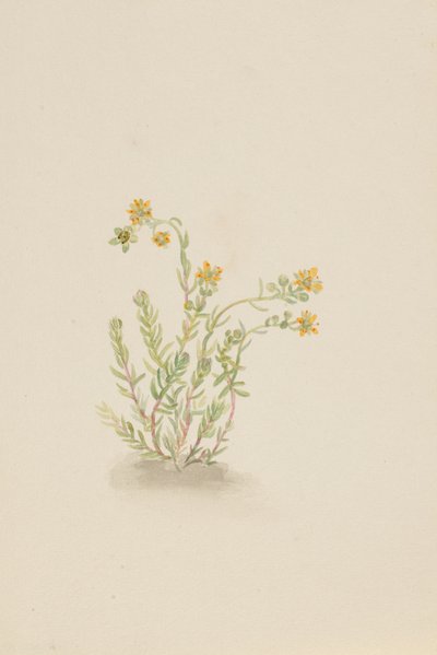Sedum stenopetalum, kb. 1917-1918. alkotó: Mary Vaux Walcott
