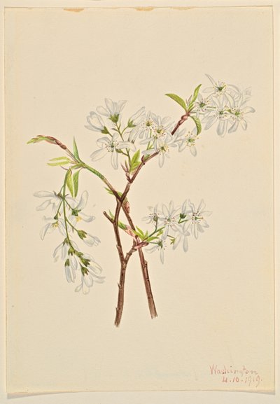 Árnyékbokor (Amelianchier oblongifolia) alkotó: Mary Vaux Walcott
