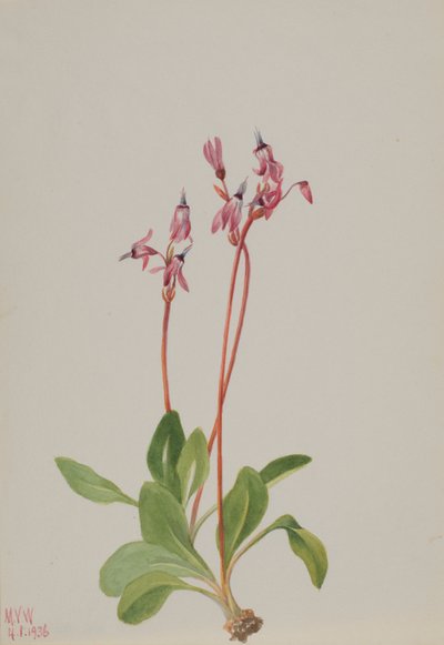 Hullócsillag (Dodecatheon hendersonii) alkotó: Mary Vaux Walcott