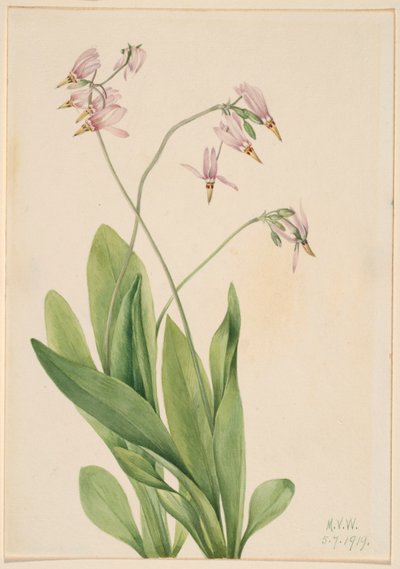 Hullócsillag (Dodecatheon meadia) alkotó: Mary Vaux Walcott