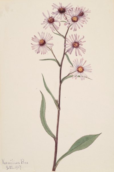 Mutatós őszirózsa, feltűnő őszirózsa, 1917 alkotó: Mary Vaux Walcott