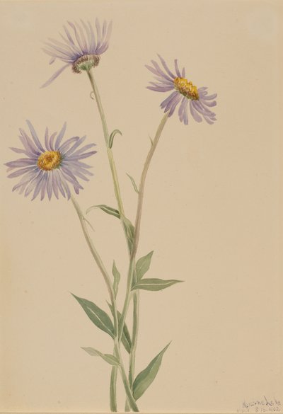 Mutatós Fleabane Erigeron salsuginosus, 1902. alkotó: Mary Vaux Walcott