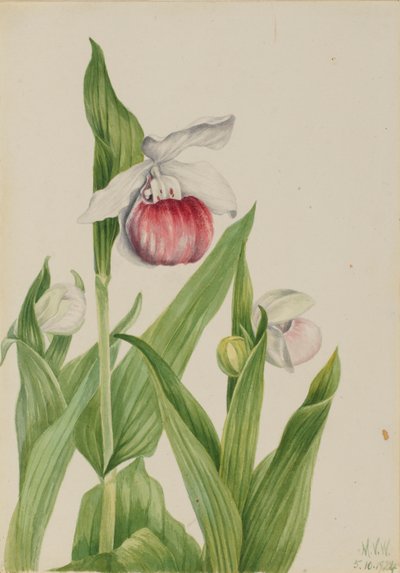 Mutatós női papucs (Cypripedium reginae) alkotó: Mary Vaux Walcott
