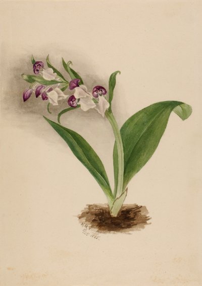 Mutatós orchidea orchideák alkotó: Mary Vaux Walcott