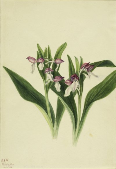 Hivalkodó orchidea (Orchis spectabilis) alkotó: Mary Vaux Walcott