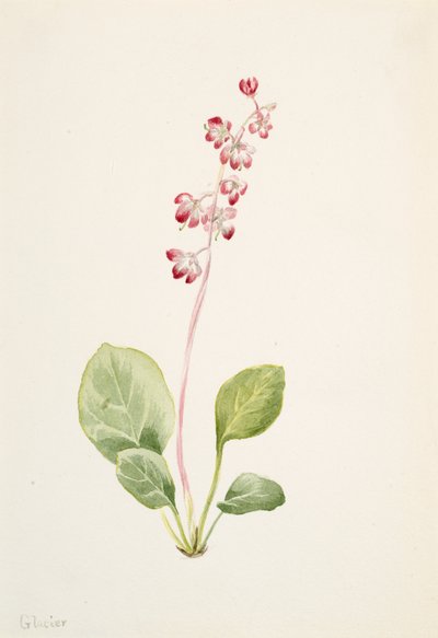 Mutatós Pyrolla Pyrola asarifolia, kb. 1903. alkotó: Mary Vaux Walcott