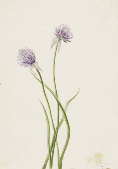 Szibériai hagyma Allium sibericum, 1903. alkotó: Mary Vaux Walcott