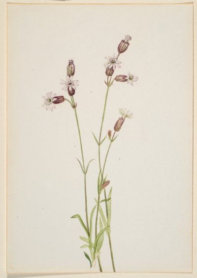 Silene multicaulis alkotó: Mary Vaux Walcott