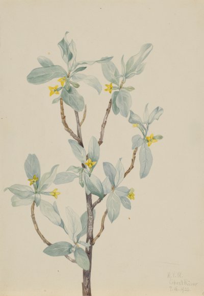 Ezüstbogyó (Elaeagnus commutata) alkotó: Mary Vaux Walcott