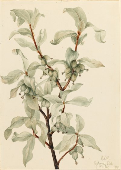 Ezüstbogyó (Elaeagnus commutata) alkotó: Mary Vaux Walcott