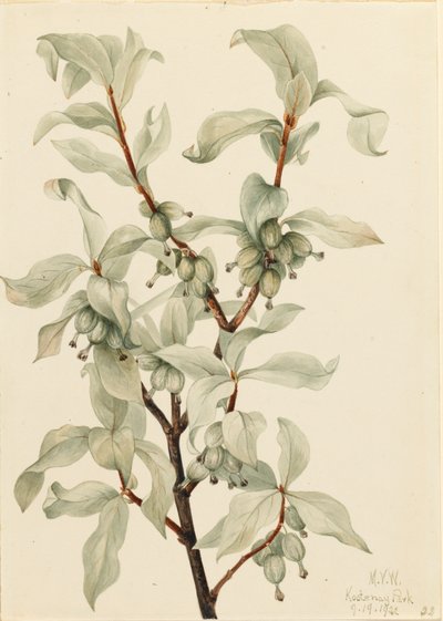 Silverberry Elaeagnus sp., 1922. alkotó: Mary Vaux Walcott