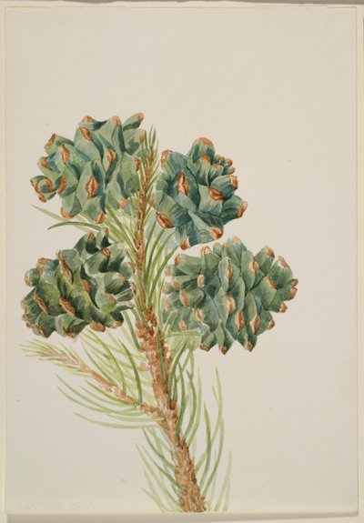 Egylevelű fenyő (Pinus monophylla) alkotó: Mary Vaux Walcott