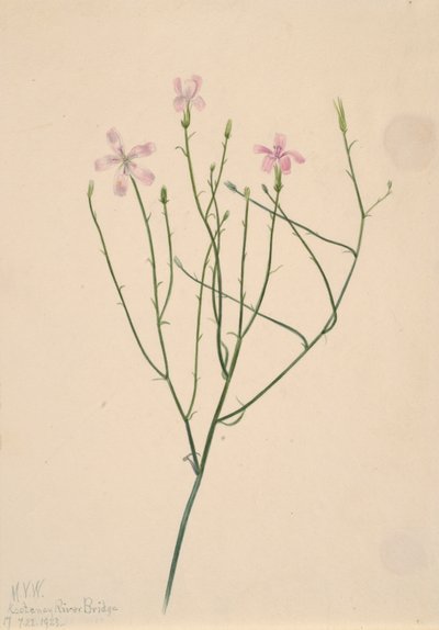 Lygodesmia juncea csontváz virág, 1923. alkotó: Mary Vaux Walcott