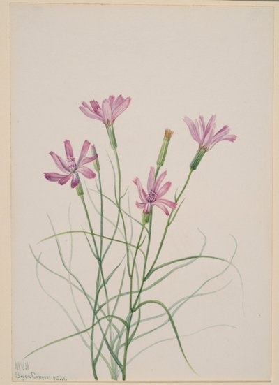 Csontvázfű (Lygodesmia grandiflora) alkotó: Mary Vaux Walcott