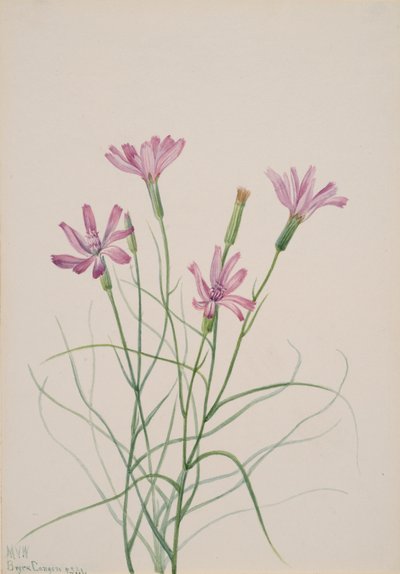 Lygodesmia grandiflora csontváz, 1931. alkotó: Mary Vaux Walcott