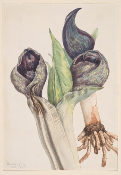 Borzas káposzta (Spathyema foetida) alkotó: Mary Vaux Walcott