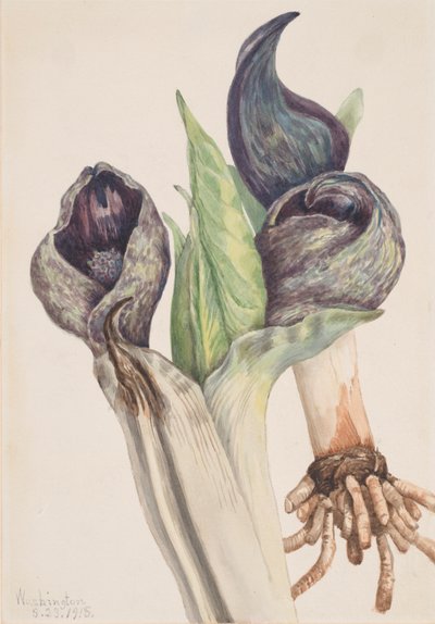 Spartiyema Poetida a Sakunk Kabbának, 1918. alkotó: Mary Vaux Walcott