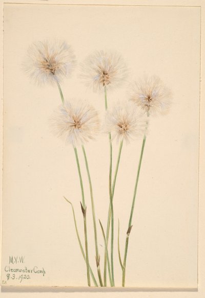 Vékony pamutfű (Eriophorum chamissonis) alkotó: Mary Vaux Walcott