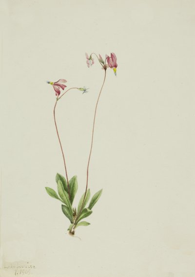 Karcsú hullócsillag Dodecatheon pauciflorum, 1909. alkotó: Mary Vaux Walcott