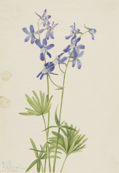 Karcsú pacsirta (Delphinium depauperatum) alkotó: Mary Vaux Walcott