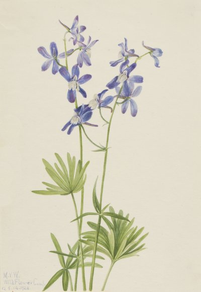 Slim Larkspur Delphinium depauperatum, 1924 alkotó: Mary Vaux Walcott