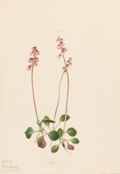 Kis Pyrola (Pyrola minor) alkotó: Mary Vaux Walcott