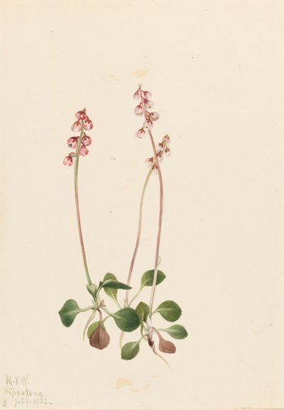Kis Pyrola Pyrola minor, 1922. alkotó: Mary Vaux Walcott