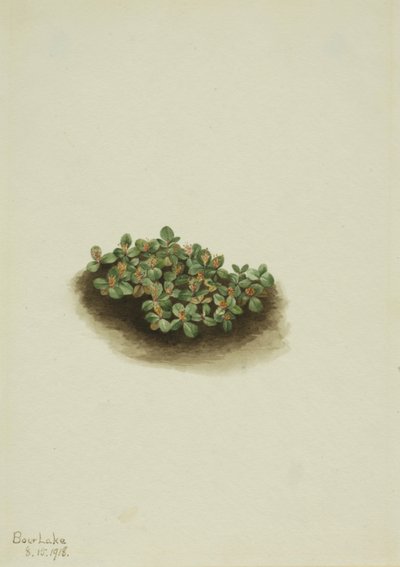 Hófűz Salix nivalis, 1918. alkotó: Mary Vaux Walcott