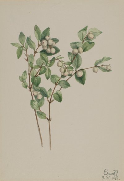 Hóbogyó (Symphoricarpos albus) alkotó: Mary Vaux Walcott