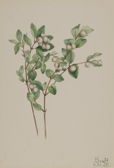 Snowberry Symphoricarpos albus, 1918. alkotó: Mary Vaux Walcott