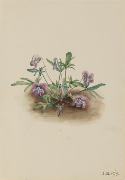 Déli parti ibolya (Viola septemloba) alkotó: Mary Vaux Walcott