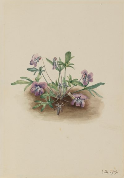 Déli part Viola septemloba, 1919. alkotó: Mary Vaux Walcott